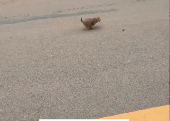 M2411005_spotted little stray dog running wild on road, then #resc…_part2