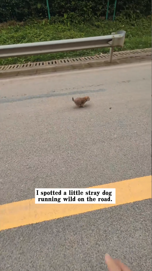 M2411005_spotted little stray dog running wild on road, then #resc…_part2