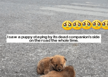 M2411006_saw puppy staying by its dead companion side on road wh…_part2