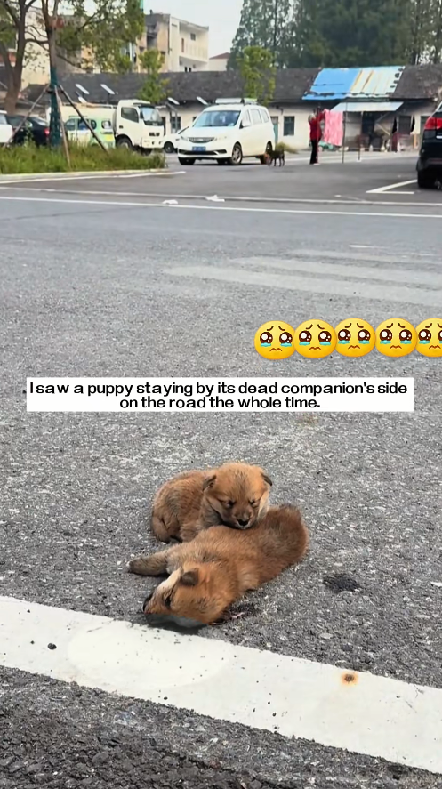 M2411006_saw puppy staying by its dead companion side on road wh…_part2