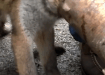 M2810011 The dog tried to get out, but its head was still stuck, making it look very miserable.