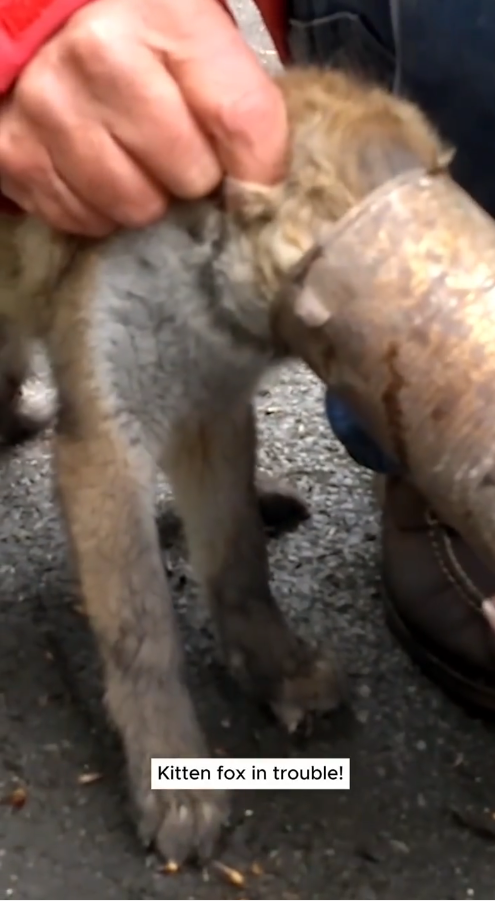 M2810011 The dog tried to get out, but its head was still stuck, making it look very miserable.