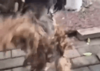 M2810016 The dog is desperately calling for help, looking helpless and sorrowful.