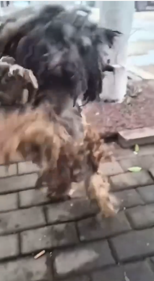 M2810016 The dog is desperately calling for help, looking helpless and sorrowful.