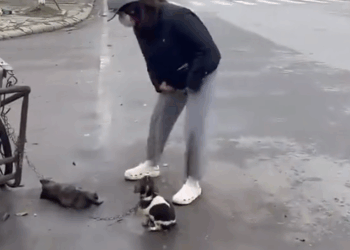 M2810024 Will you recuse those poor puppy if you see #animal #help #save #love #animallove #foryou #fyp #puppy part1