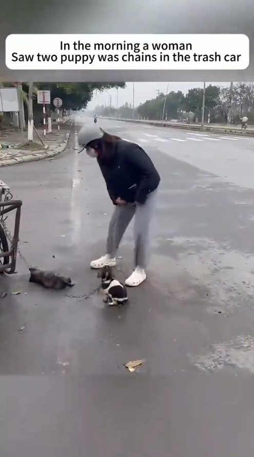 M2810024 Will you recuse those poor puppy if you see #animal #help #save #love #animallove #foryou #fyp #puppy part1