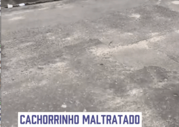 M0111025_Esse anjinho finalmente vai estár em um lar feliz🐶🐕 Créditos do vídeo @amanda_reis9 #petscao #amor #pet #pets #cachor_part1