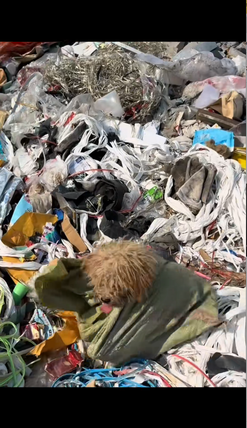 M1511010_Rescue poor dog #pet #fyp #xuhuong #trending #dog #dogsoftiktok #pets…_part2