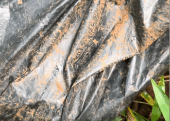 M1710002 Who is so cruel cold in wind #LyHoa #countrysidelife #trend #love part1