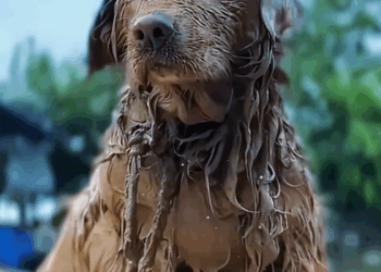 B2211002_tumor dog was tied up in wind rain, he couldn stand…_part2