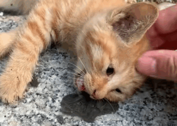 B2211016_Rescue kitten #rescue #animals #kitten #cat #love #fyp_part2