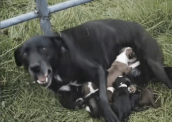 M2511001_Rescue Dog Seekor induk anjing betina terlihat dirantai Induk…_part2