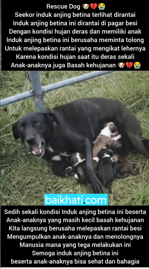 M2511001_Rescue Dog Seekor induk anjing betina terlihat dirantai Induk…_part2