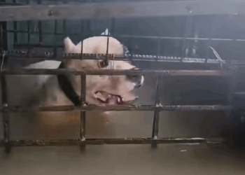 M2511002_BABALA Sensitibong balita. Maging responsable sa pagbabasa at pagkom…_part2