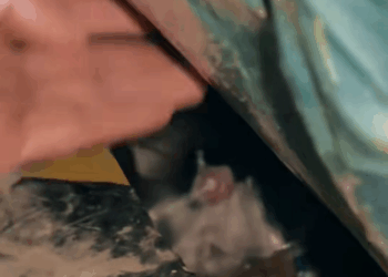 M2511003_rescued group of puppies were abandoned in plastic bag #pu…_part2