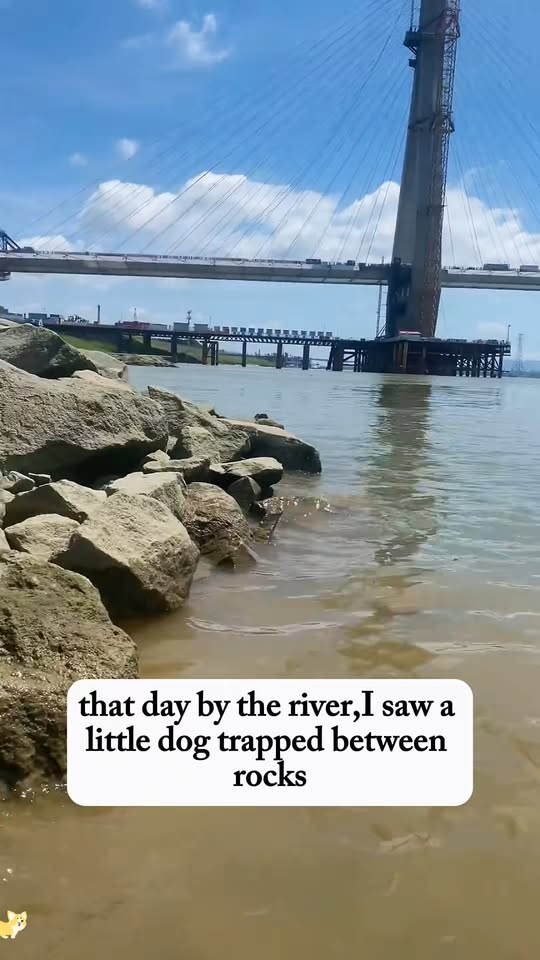 M0911003 rescued puppy trapped in rock by river, then