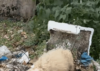 M2511004_poor stray dog was wandering on side of road when saw…_part2