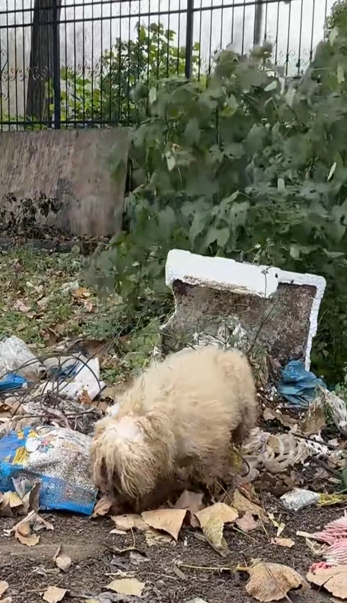 M2511004_poor stray dog was wandering on side of road when saw…_part2