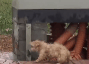 M2511005_She Saw Tiny Puppy Shivering in Rain Changed His Life Fore…_part2