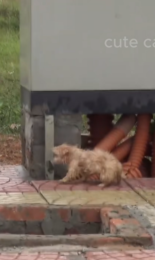 M2511005_She Saw Tiny Puppy Shivering in Rain Changed His Life Fore…_part2