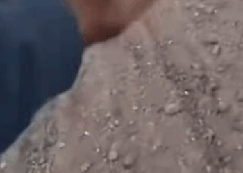 M2511006_parte rescue of an abandoned dog in countryside without eatin…_part2