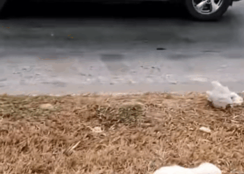 M2511007_They were begging world kindness chose us Two souls, o…_part2