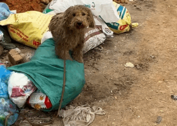 M2511008_Rescue puppy on road #rescue #rescueanimals #a…_part1