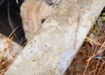 M2511009_Rescue dog drifting in flowing water #rescue_part2