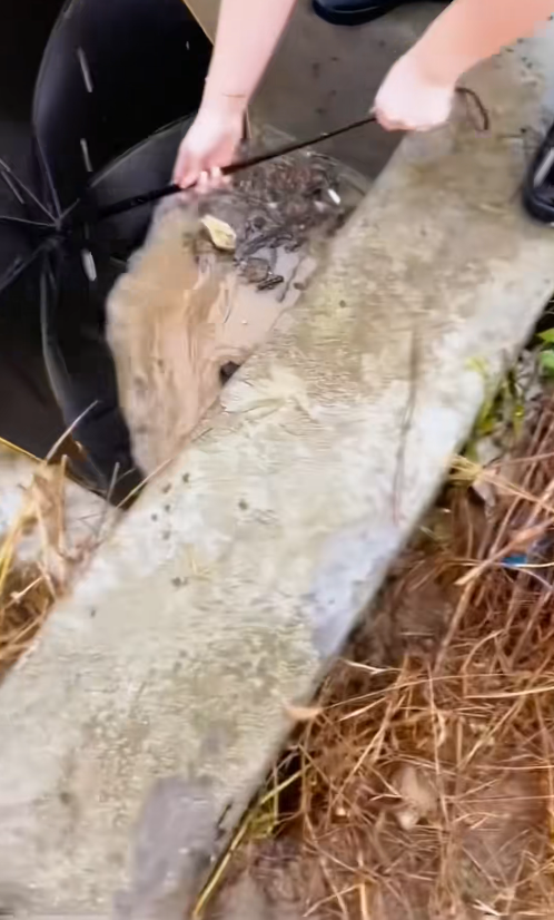 M2511009_Rescue dog drifting in flowing water #rescue_part2