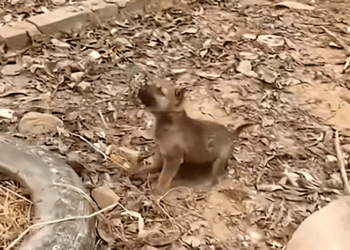 M2511011_TikTok_part2