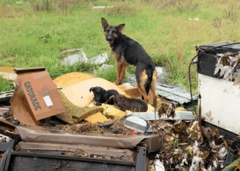 M2511012_story of mama her puppies surviving rainstorm, in pil…_part2