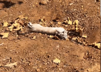 M2511013_Sweet girl was found in very nice gated housing community, tolerate…_part2