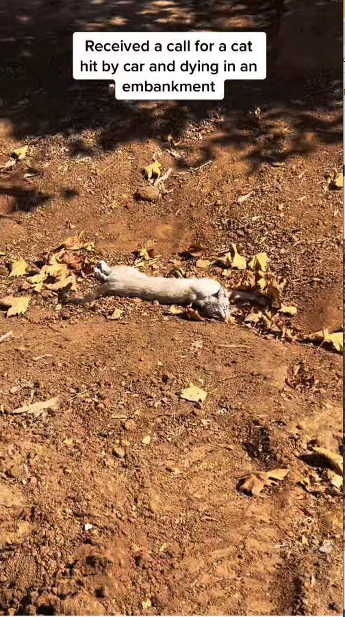 M2511013_Sweet girl was found in very nice gated housing community, tolerate…_part2