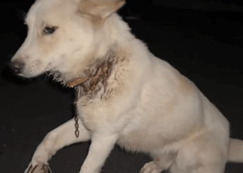 M2511015_#dogvideos #dogsoftiktok #dogs_part2