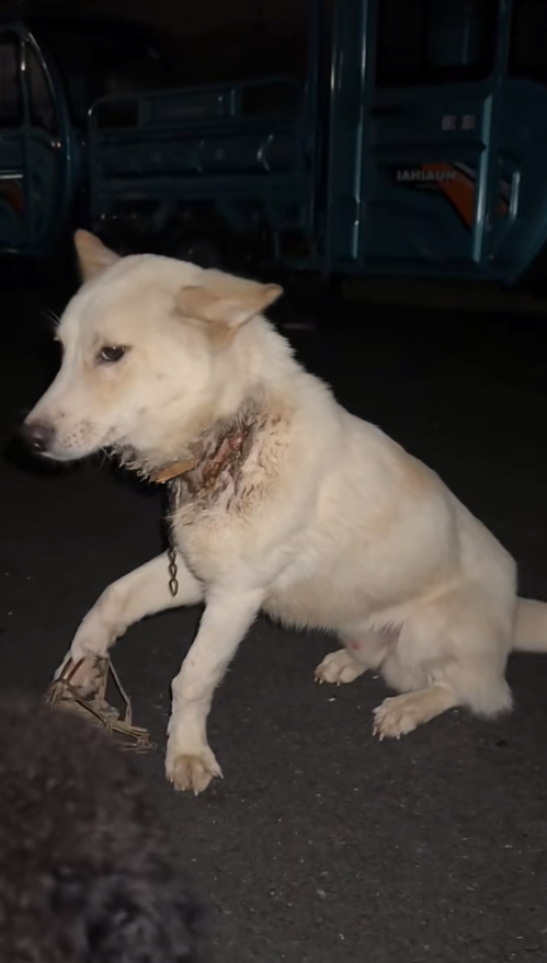 M2511015_#dogvideos #dogsoftiktok #dogs_part2