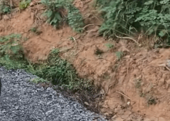 M2511018_little dog on the roadside#dogsoftiktok #dog #dogvideos_part2