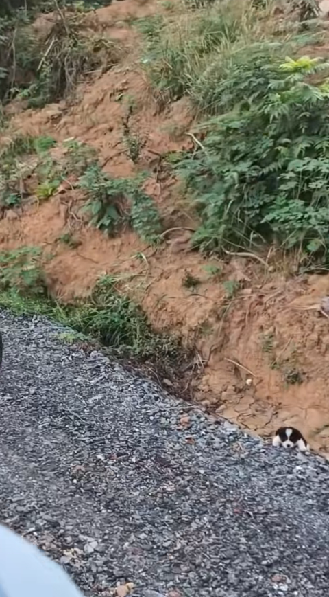 M2511018_little dog on the roadside#dogsoftiktok #dog #dogvideos_part2