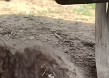 M2511019_#poor #dogvideo #dogsoftiktok #poordogvideo #poordog #hhy72462acz_part2