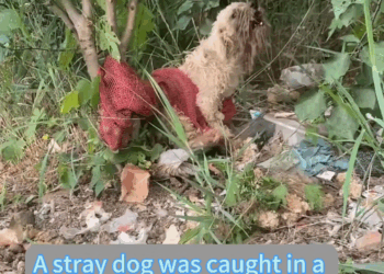 M2511021_#dogsoftiktok #straydog #rescuedog #doglove #foryou #tiktok #dog_part2