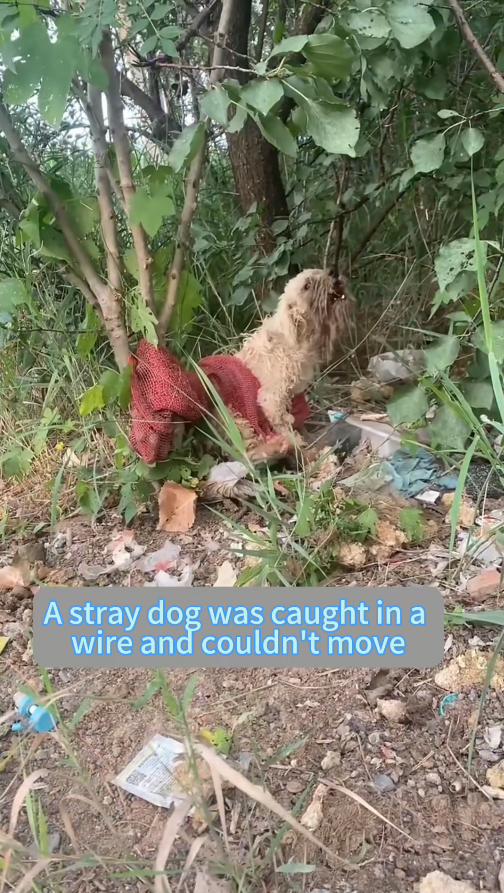 M2511021_#dogsoftiktok #straydog #rescuedog #doglove #foryou #tiktok #dog_part2