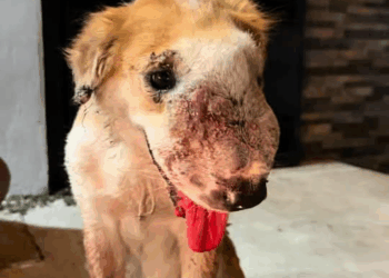 M0911005 Rescatando Cheetos Pt