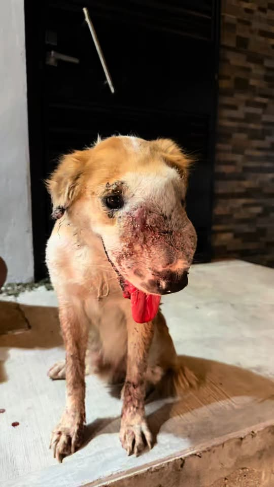 M0911005 Rescatando Cheetos Pt