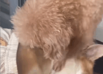 M2711001_With all his love for humanity, little Moon saved his friend from drowning_part2