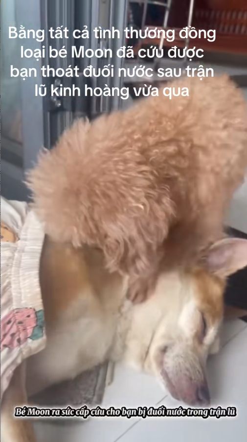 M2711001_With all his love for humanity, little Moon saved his friend from drowning_part2