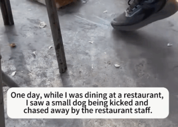 M2711002_While was eating, saw restaurant staff chasing away thin, w…_part2