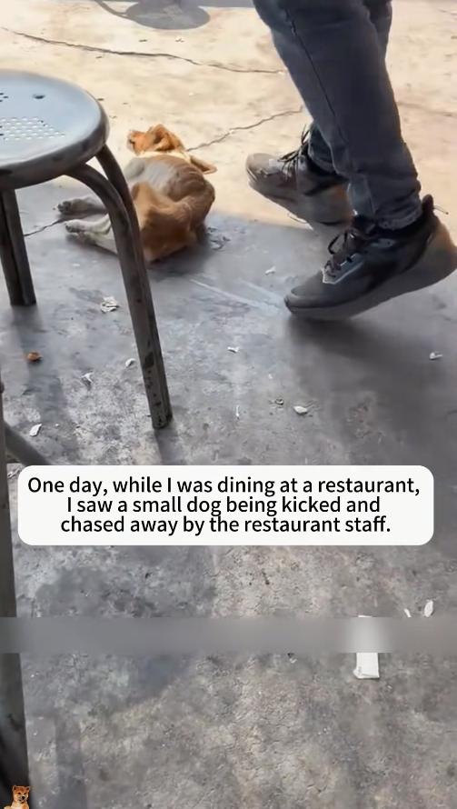 M2711002_While was eating, saw restaurant staff chasing away thin, w…_part2