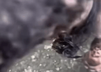 M2711003_Ang sarap mapanood na nababago natin bubay nila. Raevin Bonifacio Blogs_part2