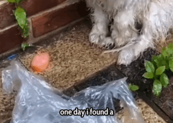 M2711004_She Chased Me in Cold What Happened Next Changed Everything! #fblifestyle People love animals_part2