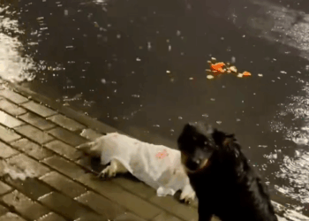 M2711005_A stray dog ​​watches over its injured friend in the rain all night long. st…_part1