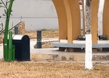 M2711007_poor puppy was wandering in park passed by without hesi…_part2